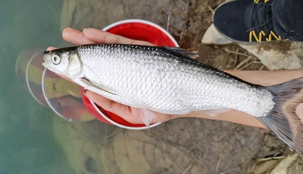 白条鱼能长多大,白条鱼学名叫什么