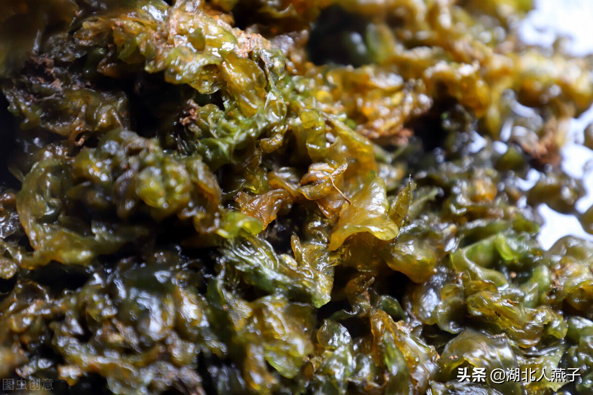 50种野菜大图片，教你认识不同的野菜和吃法，你想要的野菜这里有