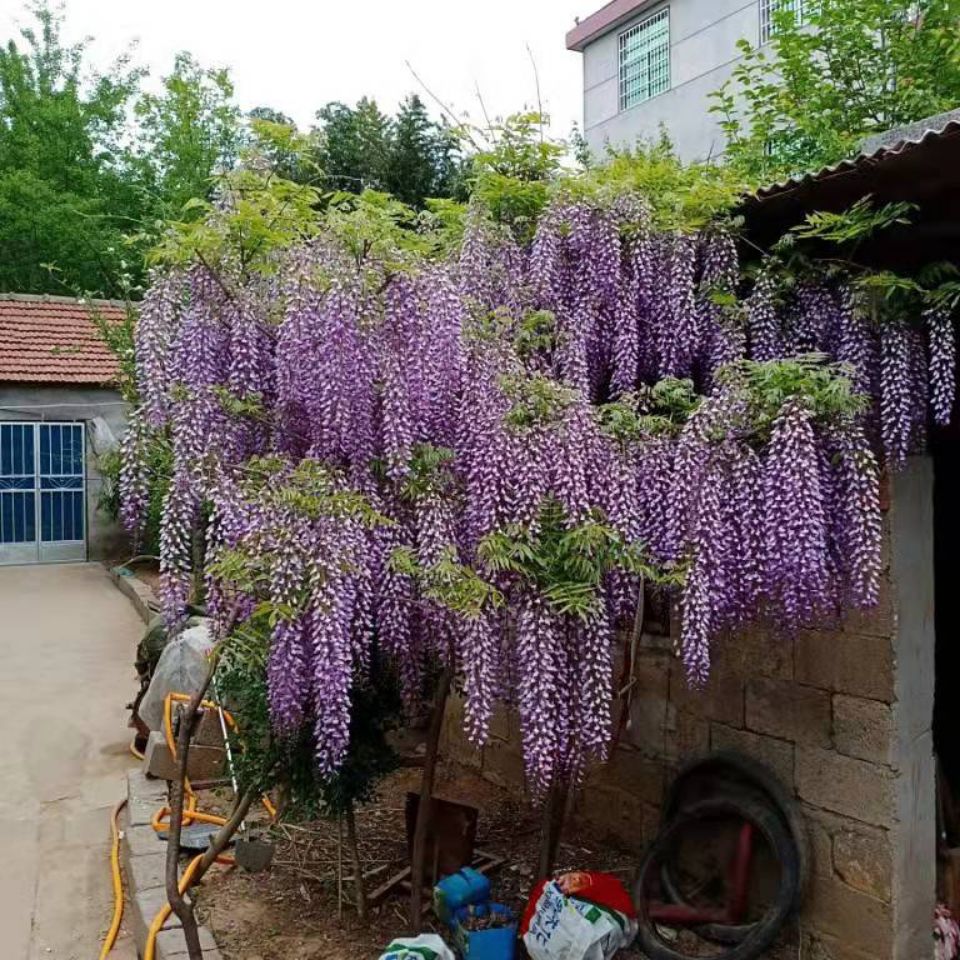 1,紫藤树