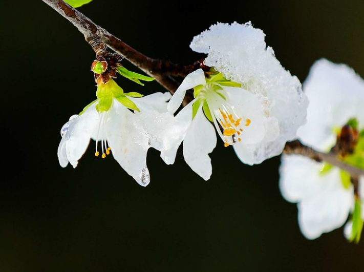 「诗词鉴赏」喜迎春雪，关于春雪的古诗词你知道多少？