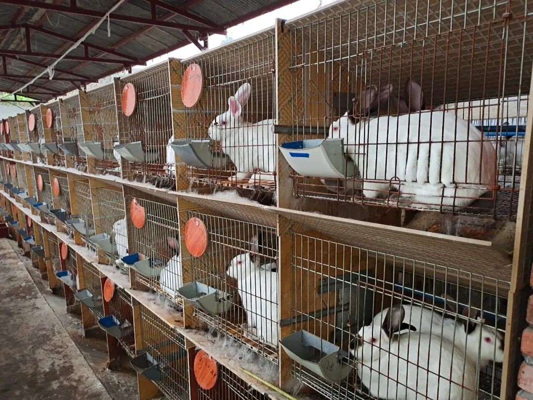 我国农民为何不养殖兔子致富呢?