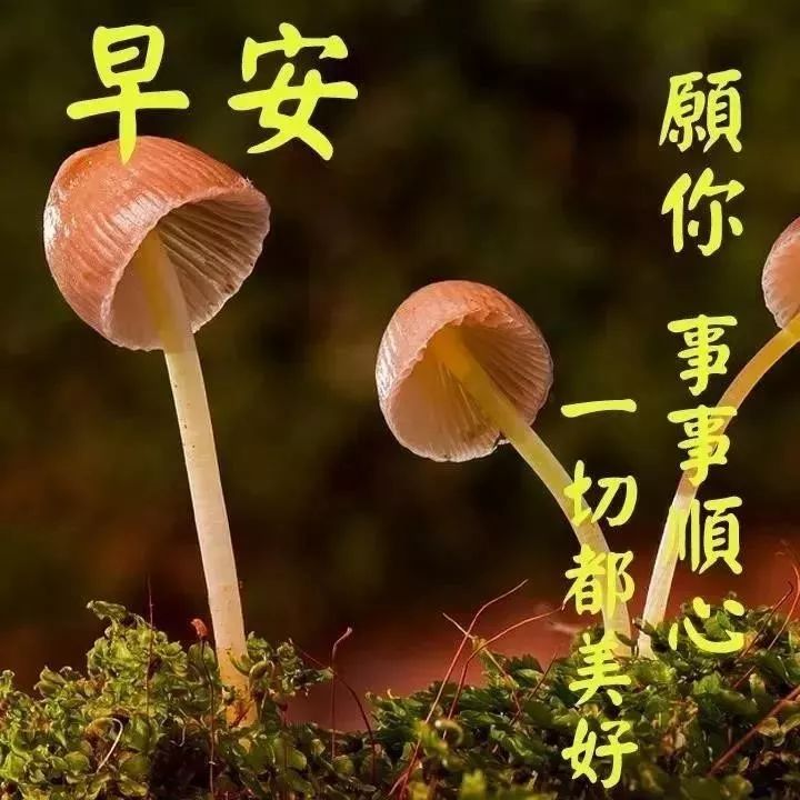早安朋友圈动态表情图片 鲜花早上好图片带字 感恩的人才能珍惜幸福图片