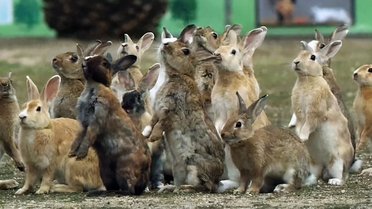 想解決澳大利亞野兔,為何不引入貓科動物中,最愛吃野兔的猞猁?