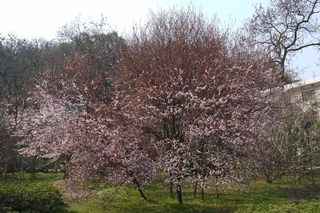实用分享丨30款大型开花树种介绍，白似雪、黄似阳、红似霞，美翻
