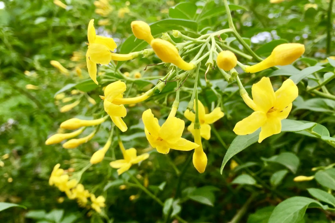 开黄花的植物名称大全（这6种小黄花谁才是真正的迎春）