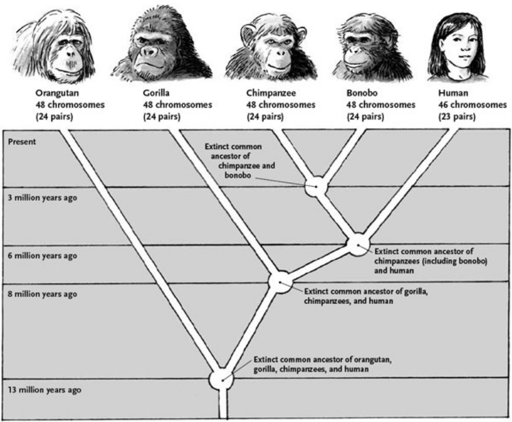 人类没有"丁丁骨",这说明人类是退化了,还是一种进化呢?
