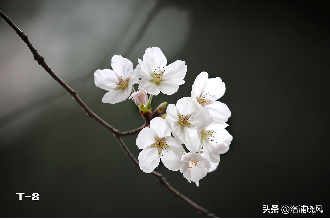 櫻花指的是櫻桃花嗎(櫻花和櫻桃花的五大區別) (http://www.damaozi.