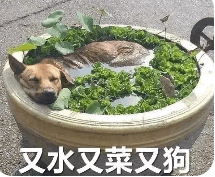 表情包:菜狗表情包