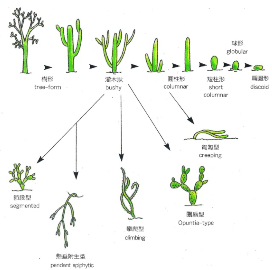 无嘴骆驼多少钱一条长满尖刺的仙人掌