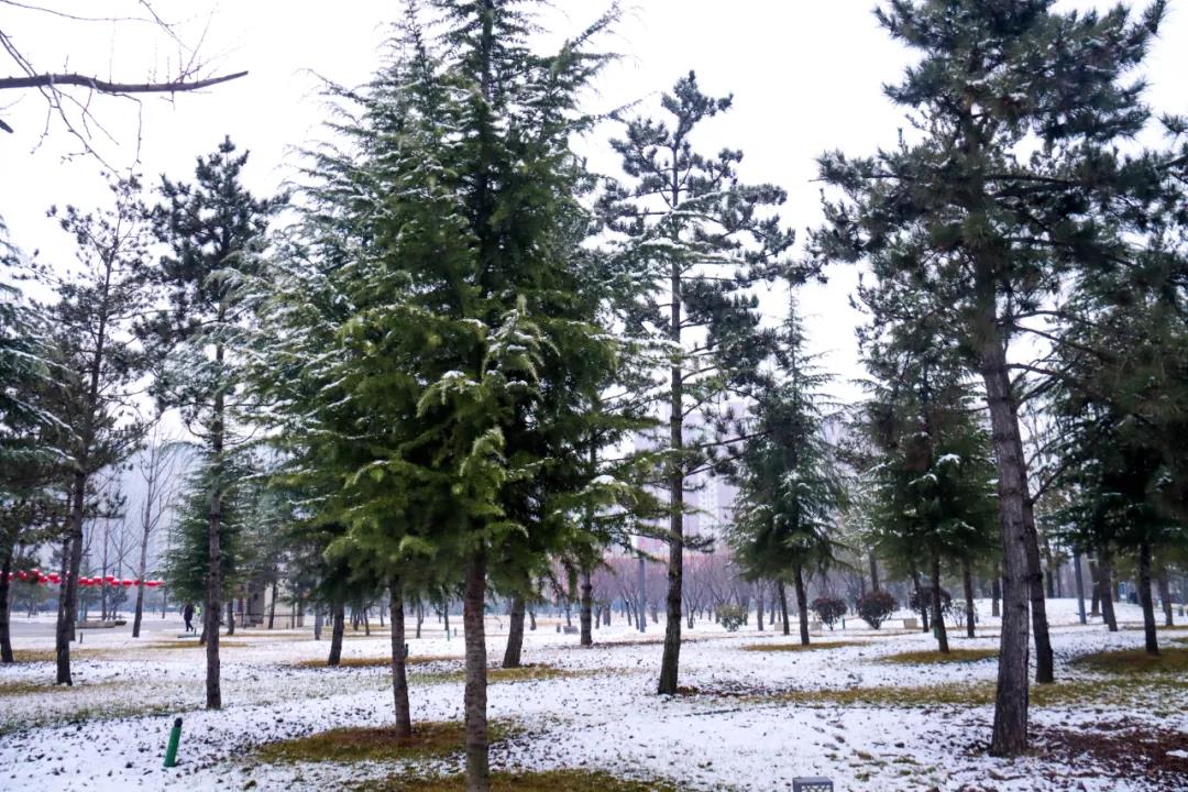 ����ĵ�һ������ѩ�������Ķ�����