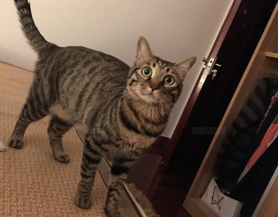 狸花猫和虎斑猫的区别（介绍狸花猫和美短猫的本质差别）