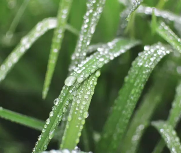 今日雨水|一场春雨,十里花开,许你岁月静好