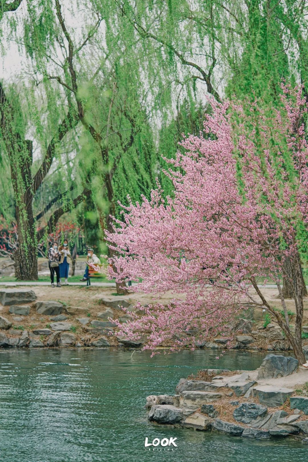 北京看花的景点推荐(北京赏花全攻略不枉过春天)