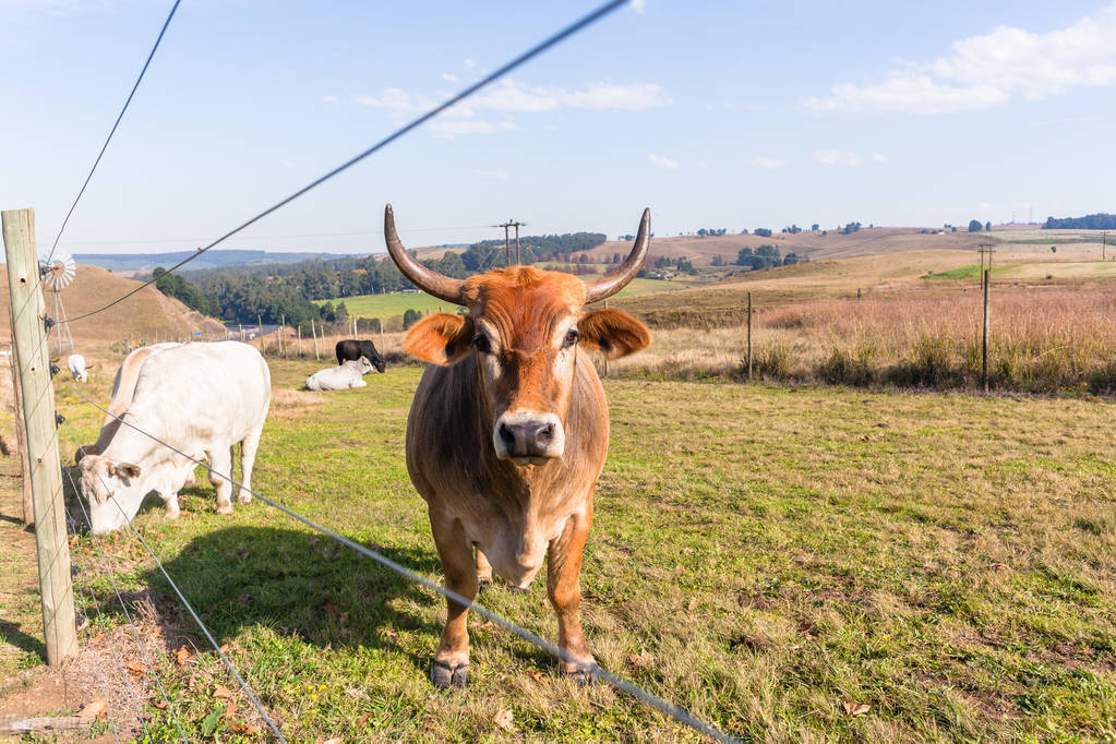 一头水牛值多少钱(一头牛犊上万元) - 价格百科