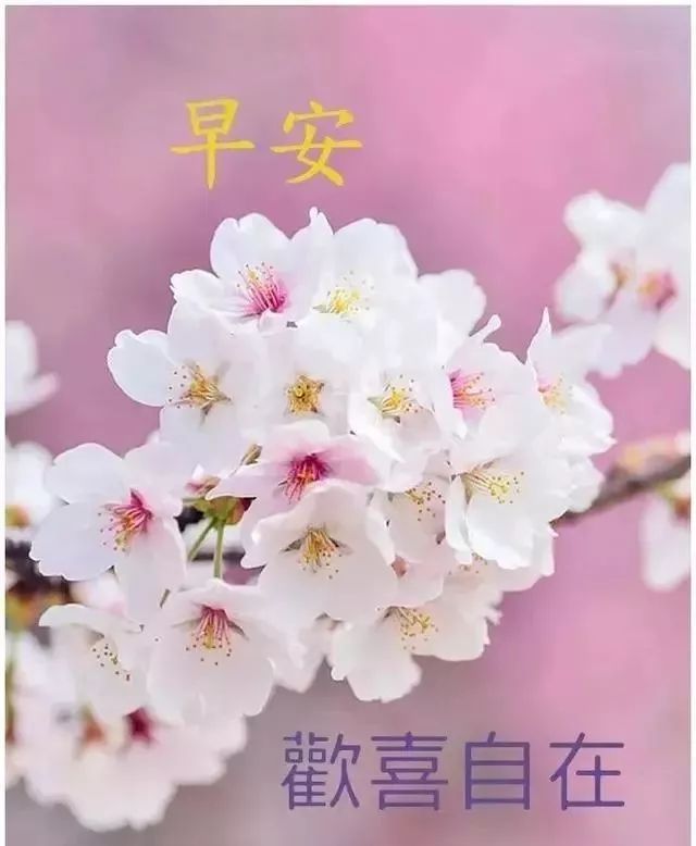 新的一天漂亮早上好图片表情包 新的一天快乐如意、祝福与你相伴图片