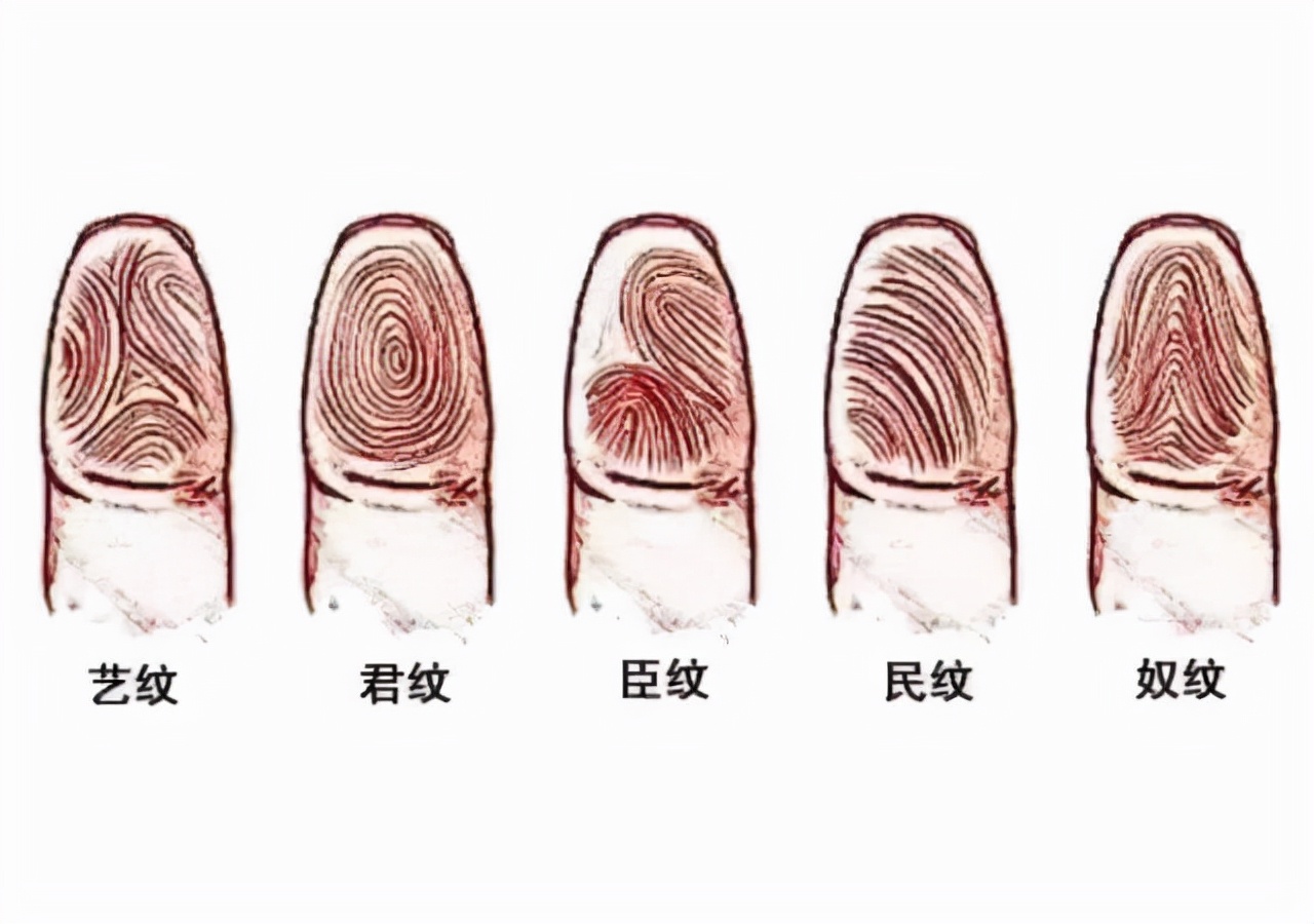 你双手指纹有几个螺手指指纹有几个螺