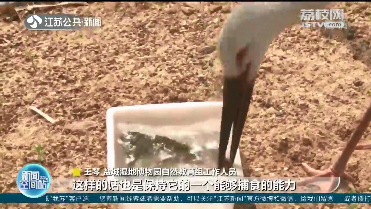 东方白鹳不慎受伤 盐城市民发现后及时救助