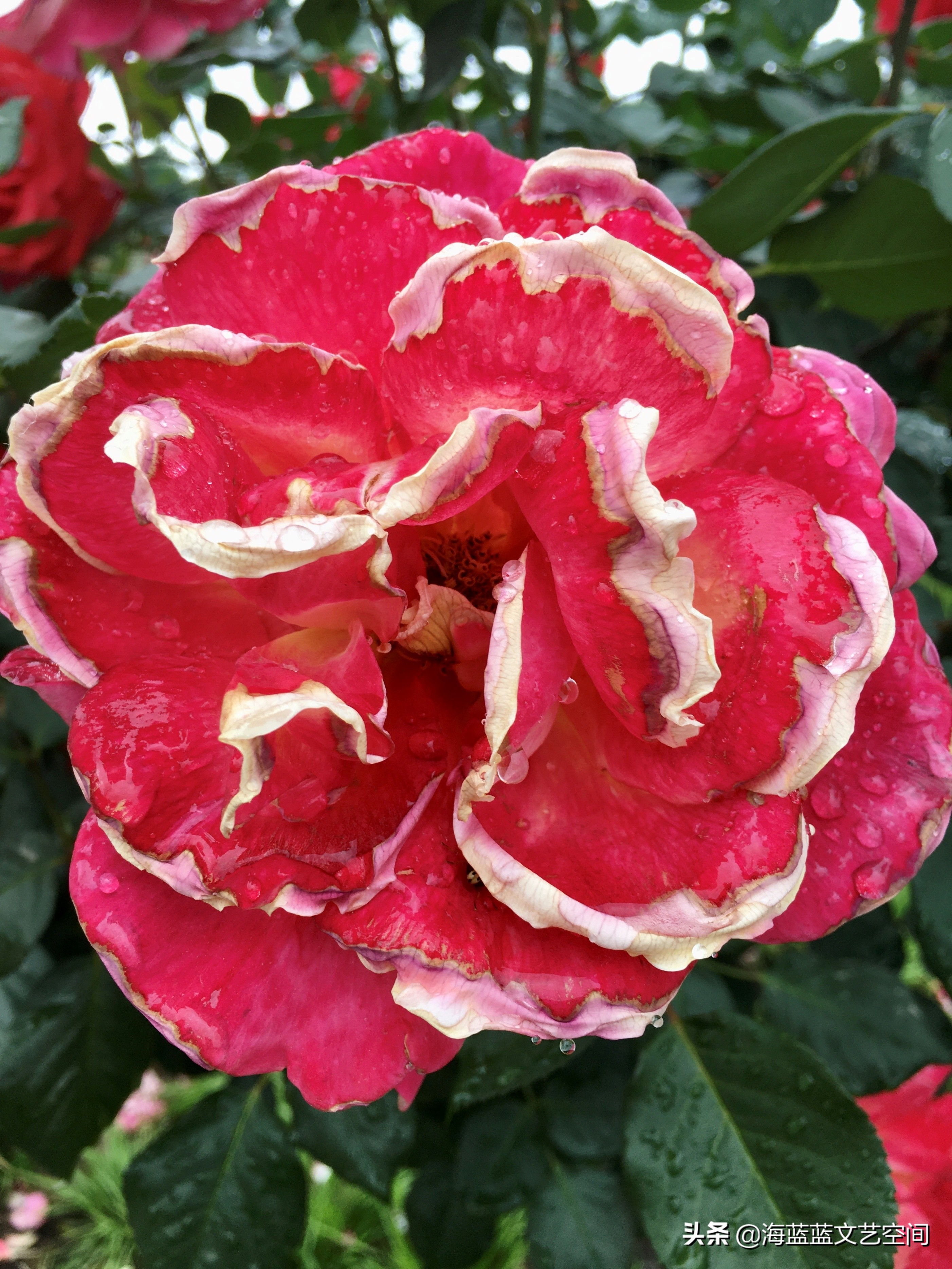 俗世里，愿你有一颗雨里看花的苦咖啡心