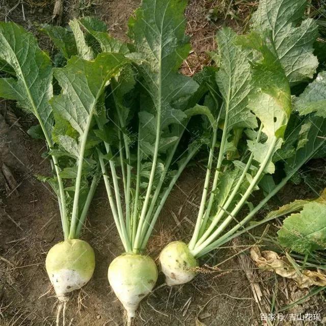 我国特产蔬菜:芥菜 有三大药用价值 其种子也是一味中草药 了解一下