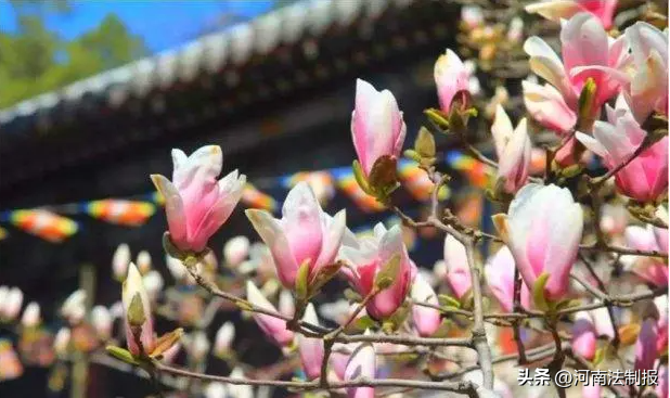 首届中国玉兰之乡诗歌大赛(首届中国玉兰之乡诗歌大赛启动)