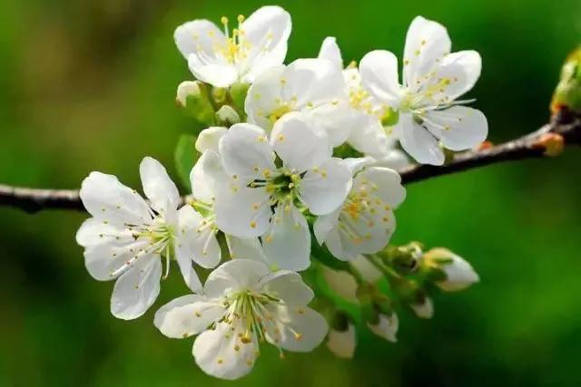 梨花颂：梨花一枝春带雨，入眼尽是绝风华