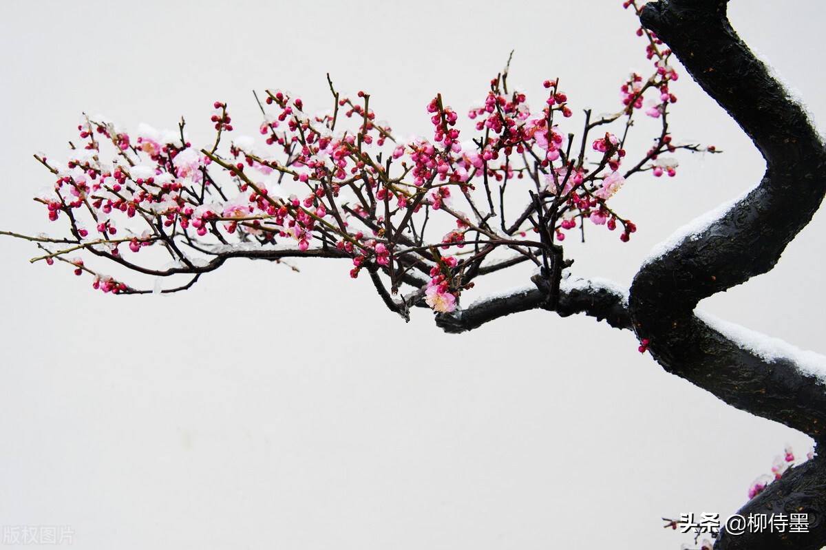 梅花不开花时的样子图片