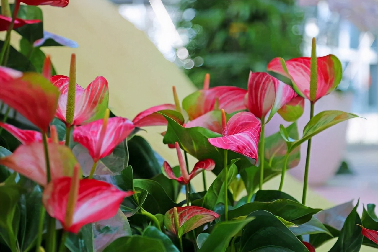 20种常见花卉绿植的习性分享，在家居环境中，也能把它们养出彩