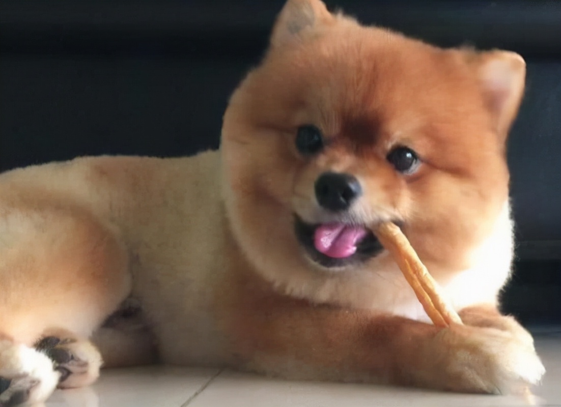 狗狗能吃蛋糕吗（狗狗不能吃的食物很多主人都喂过）