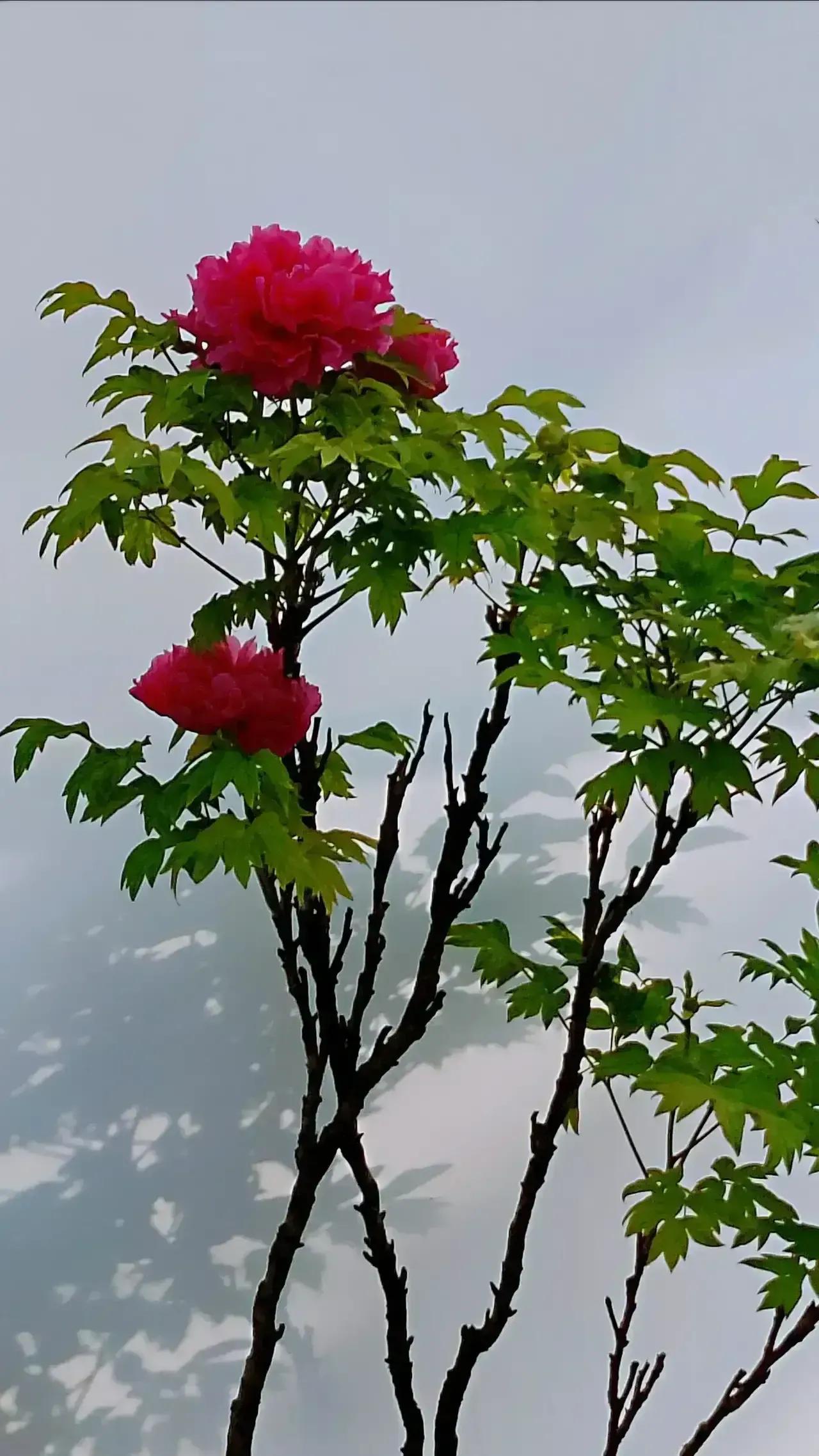 洛阳牡丹花儿开了,精选最美25幅「牡丹花儿」五颜六色的太美了