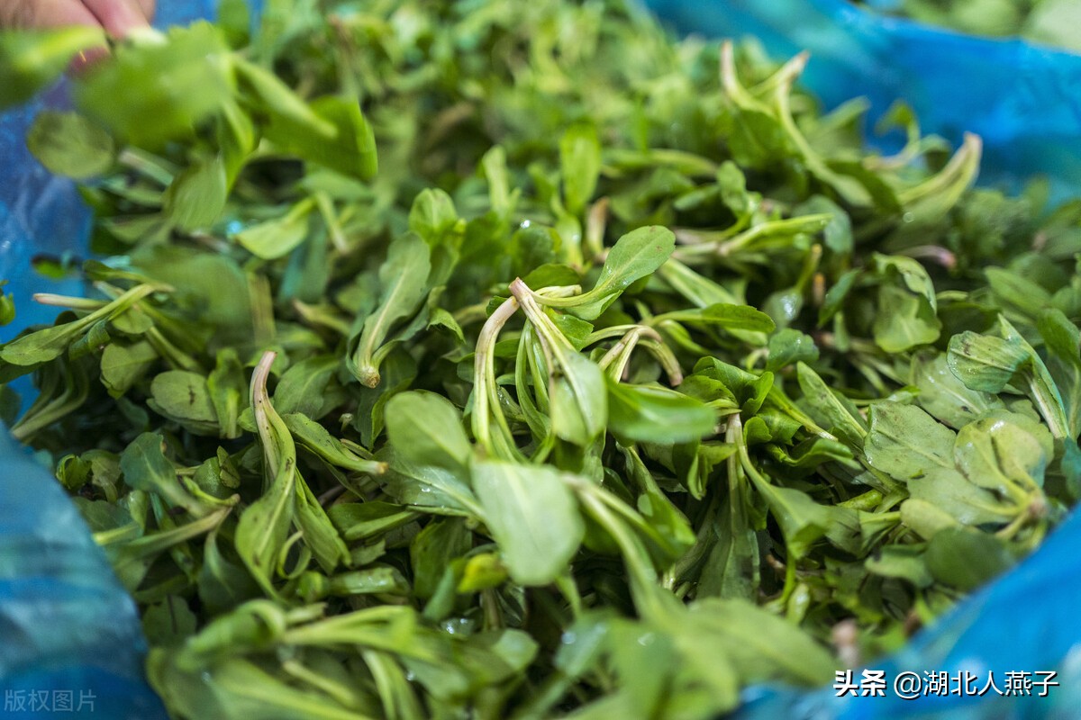 立春挖野菜,送你49种野菜图片,教你轻松识别各种野菜,记得收藏