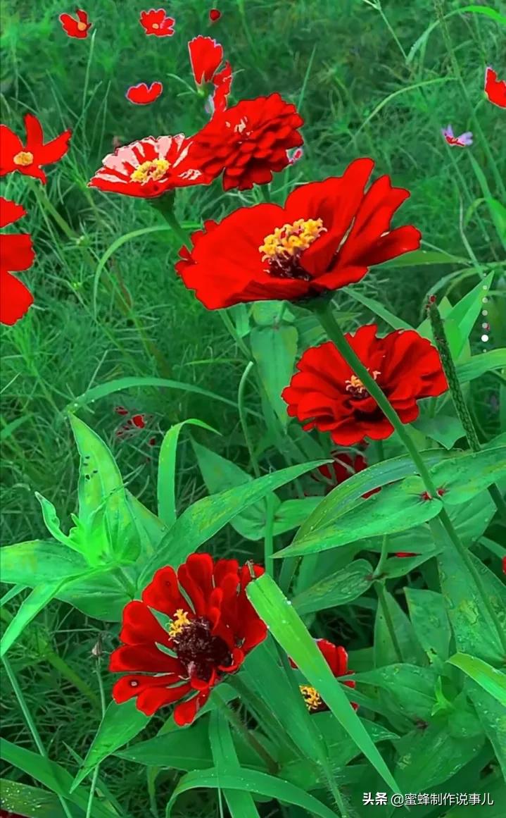 静赏花开花落，是一种随缘的自在