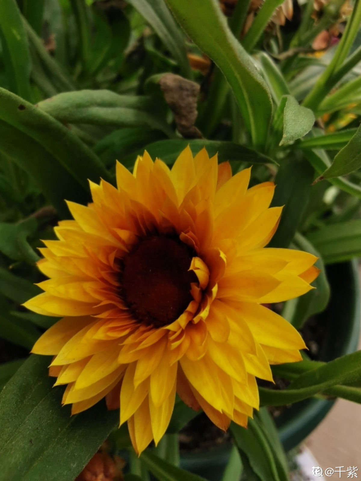 一年四季都开花的菊花品种（详解被称为永生花的菊花）