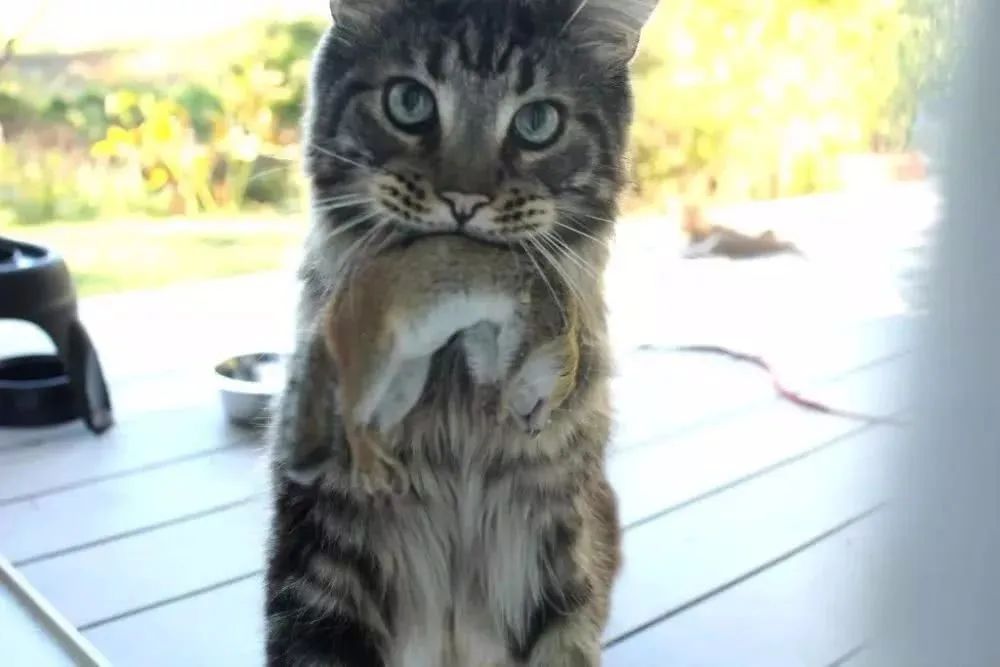 主人没饭吃，猫猫真的会抓鱼报恩吗？