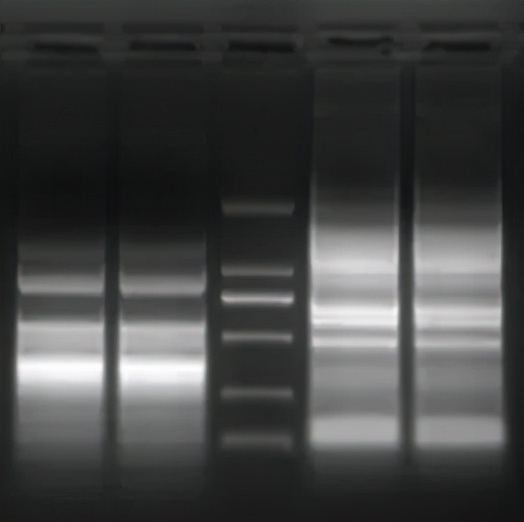 分子生物学实验介绍-PCR篇