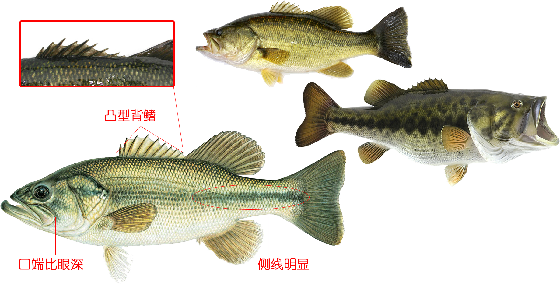 22,加州鲈,图自编商业常见的还有一种海鲈鱼,学名日本真鲈lateolabrax