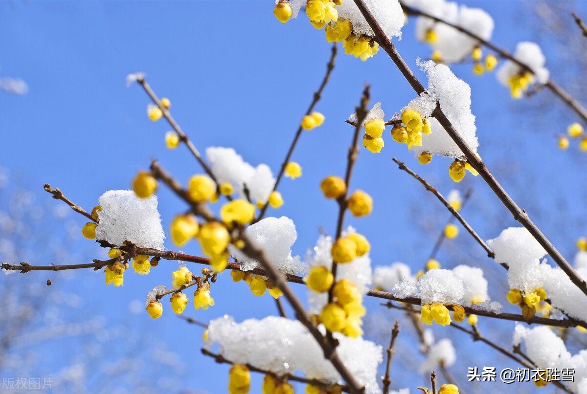 腊梅别致古诗五首:品格高奇是腊梅,腊梅花冠百花香晚冬腊月,正是腊梅