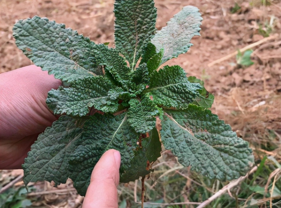 青蛙草圖片(雲南人吃野菜有多野) - 赤虎壹號