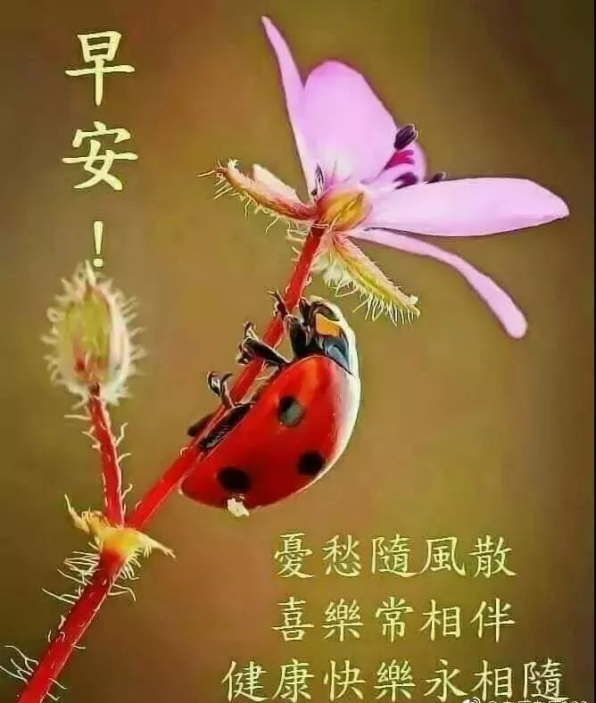2022唯美夏天早上好问候语图片文字精选 不变的牵挂、永恒的祝福图片