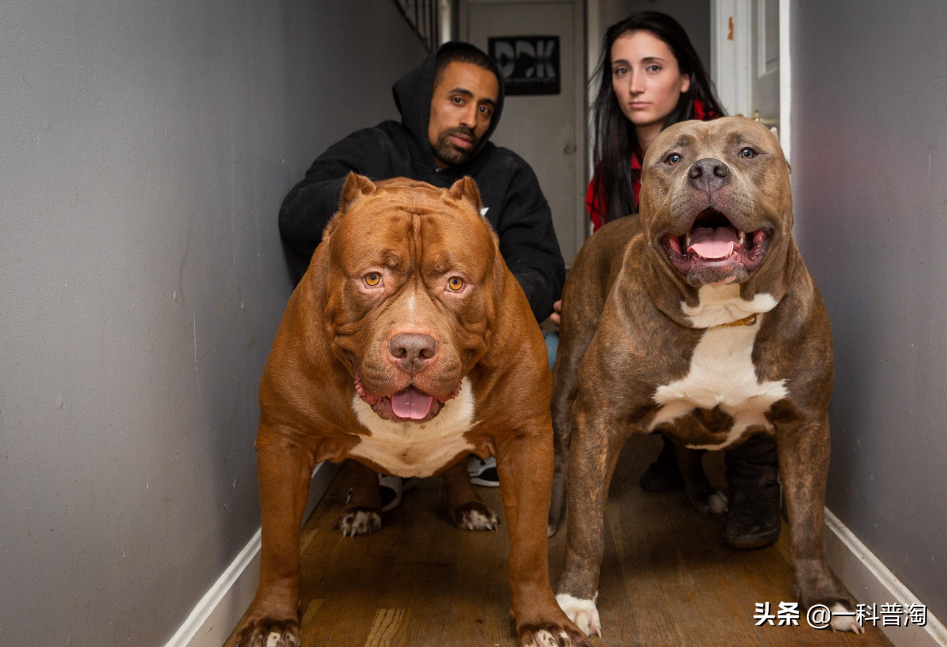世界上最凶猛的十大恶犬，日本土佐上榜，藏獒只能屈居第二