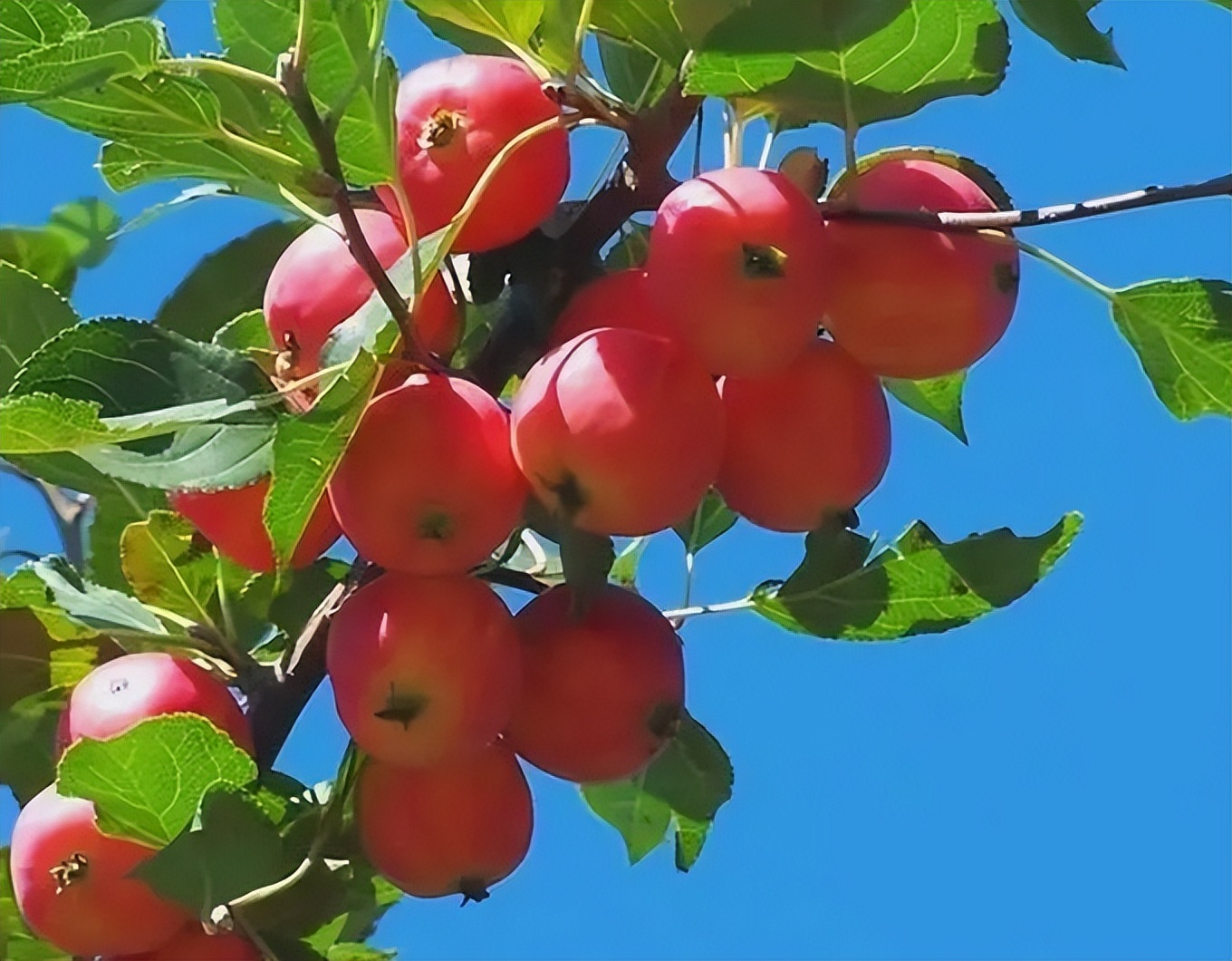 古代的苹果不叫"苹果",古人取了个唯美的名字,日本沿用至今