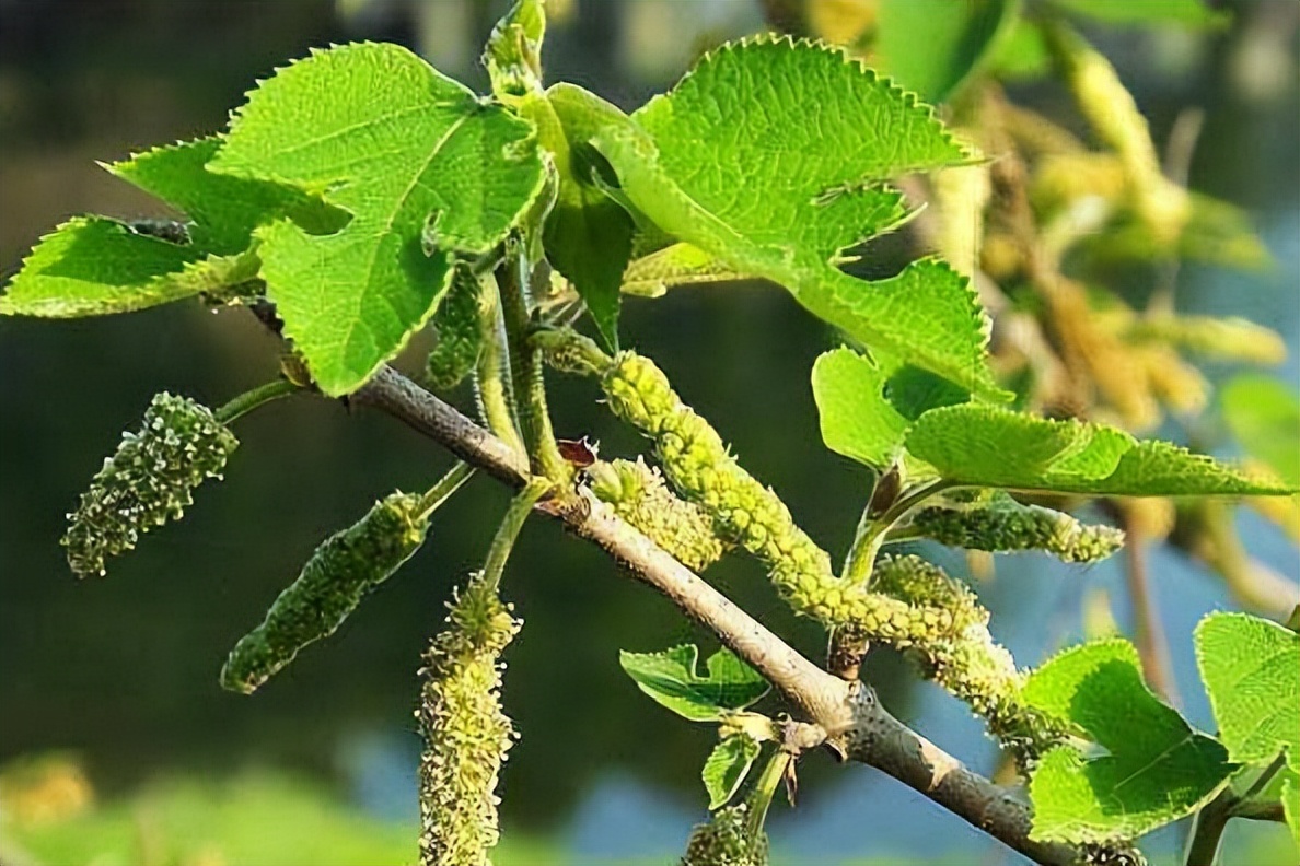 构树穗,到了春天"楮实子"长满了构树穗,这个东西浑身都是宝,很多农村