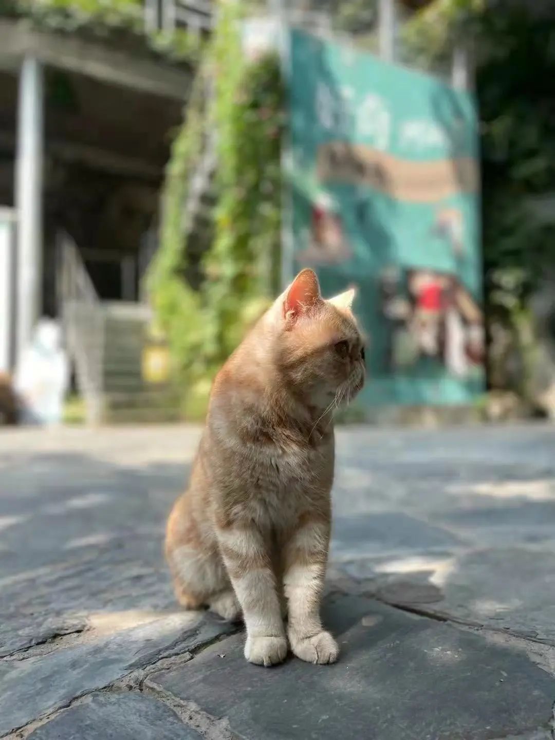 我可是拥有“三岁画老”天赋的小猫咪