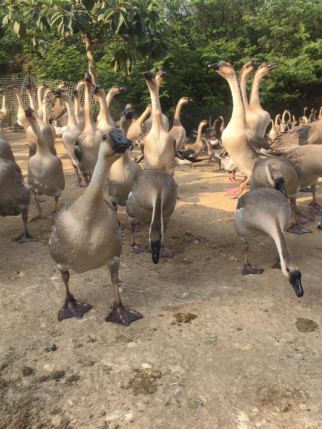 肉鹅育肥的方法(肉鹅的育肥方式有哪些?如何抓好鹅的育肥工作?