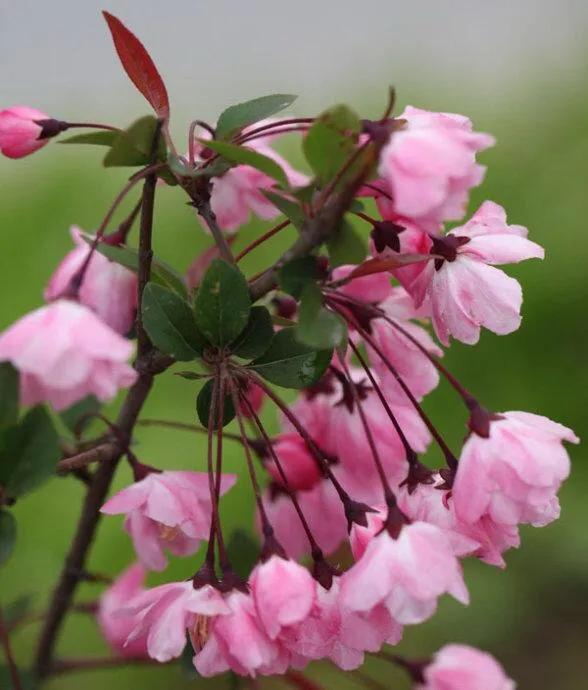 垂丝海棠花语(关于垂丝海棠花的内涵与传闻)