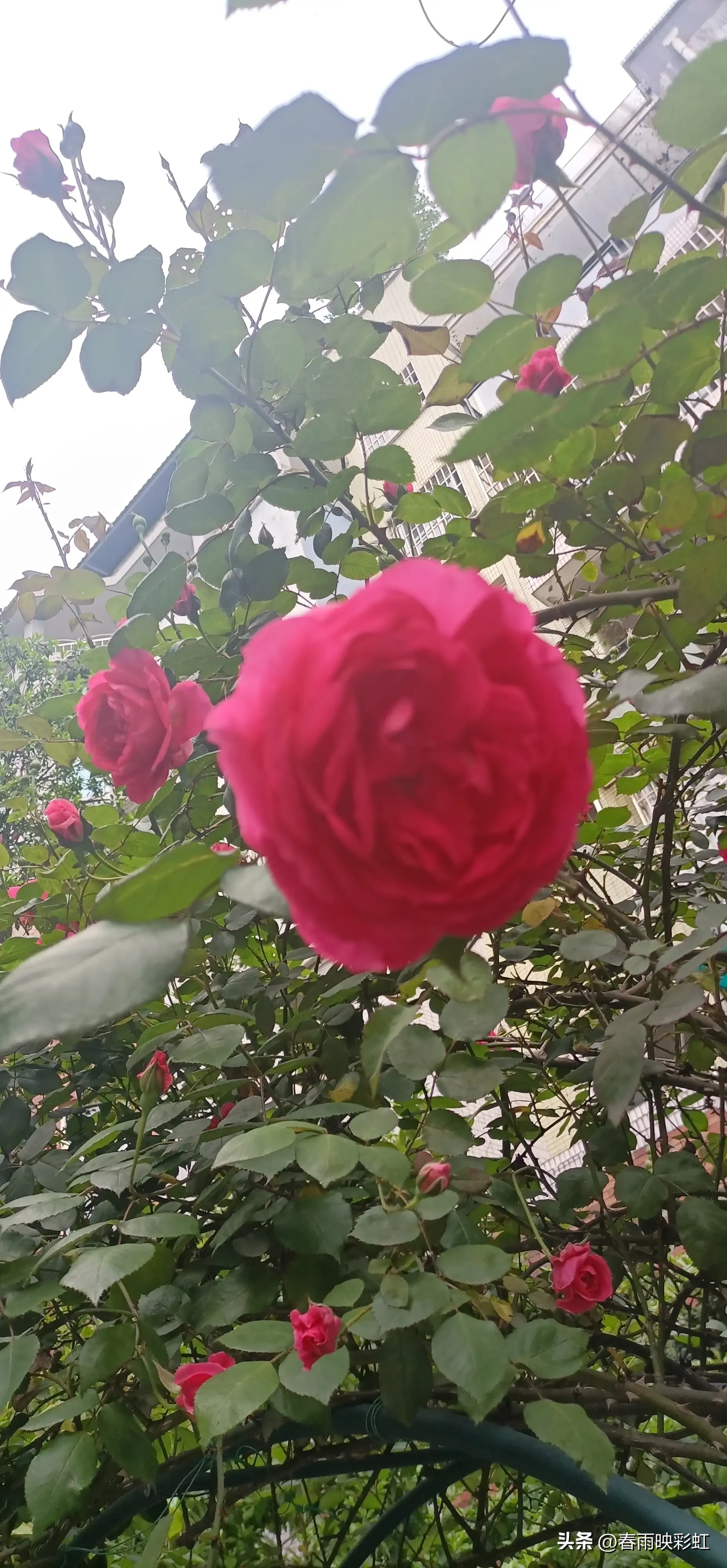 今天清明节，守候在家中，成了一天电脑奴