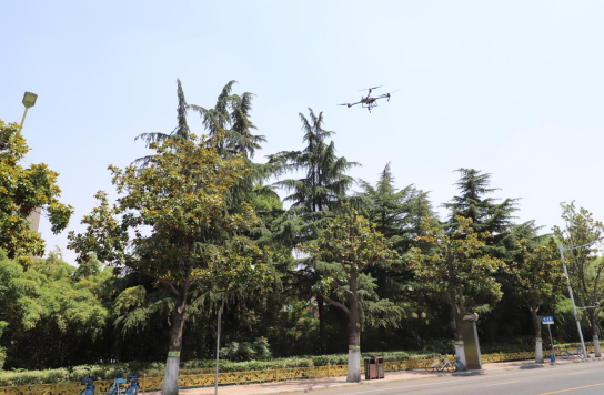 河南漯河：为树木“把脉治病”呵护城市绿色