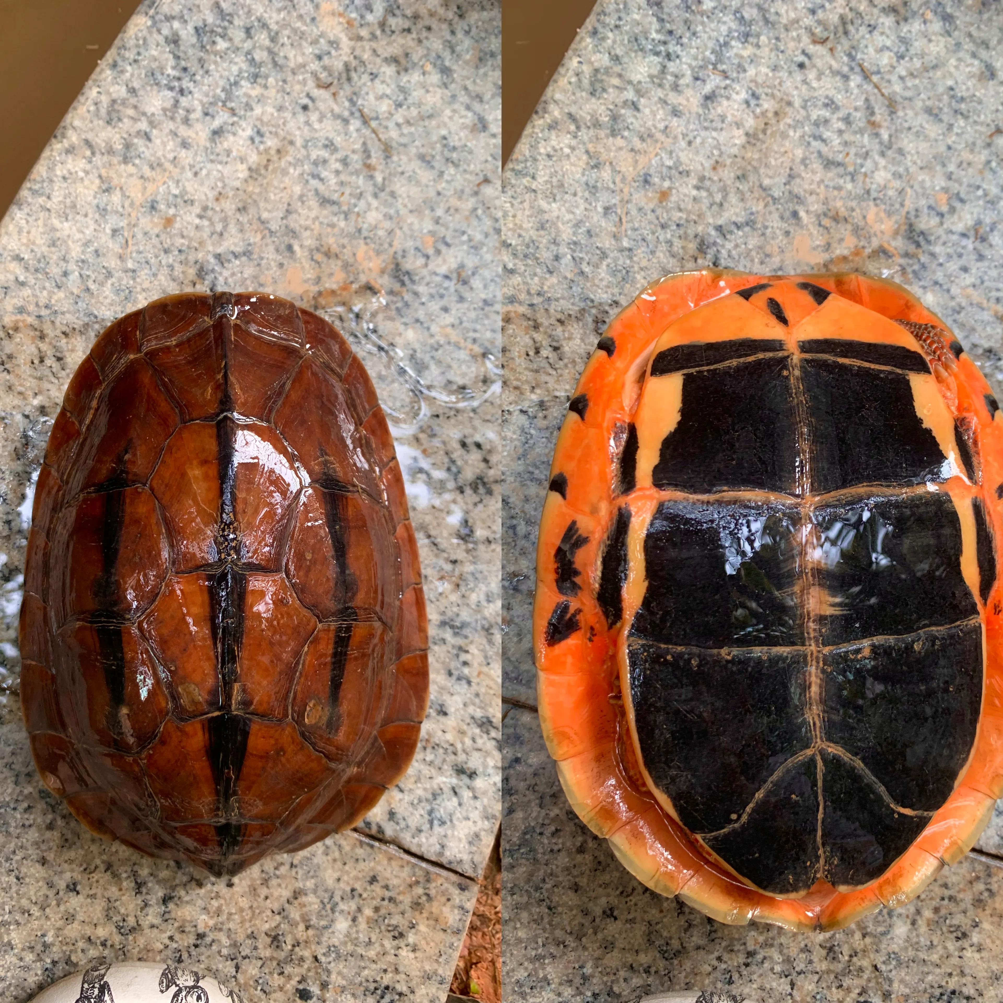 金钱龟吃什么呢(金钱龟这三类食物才能吃)