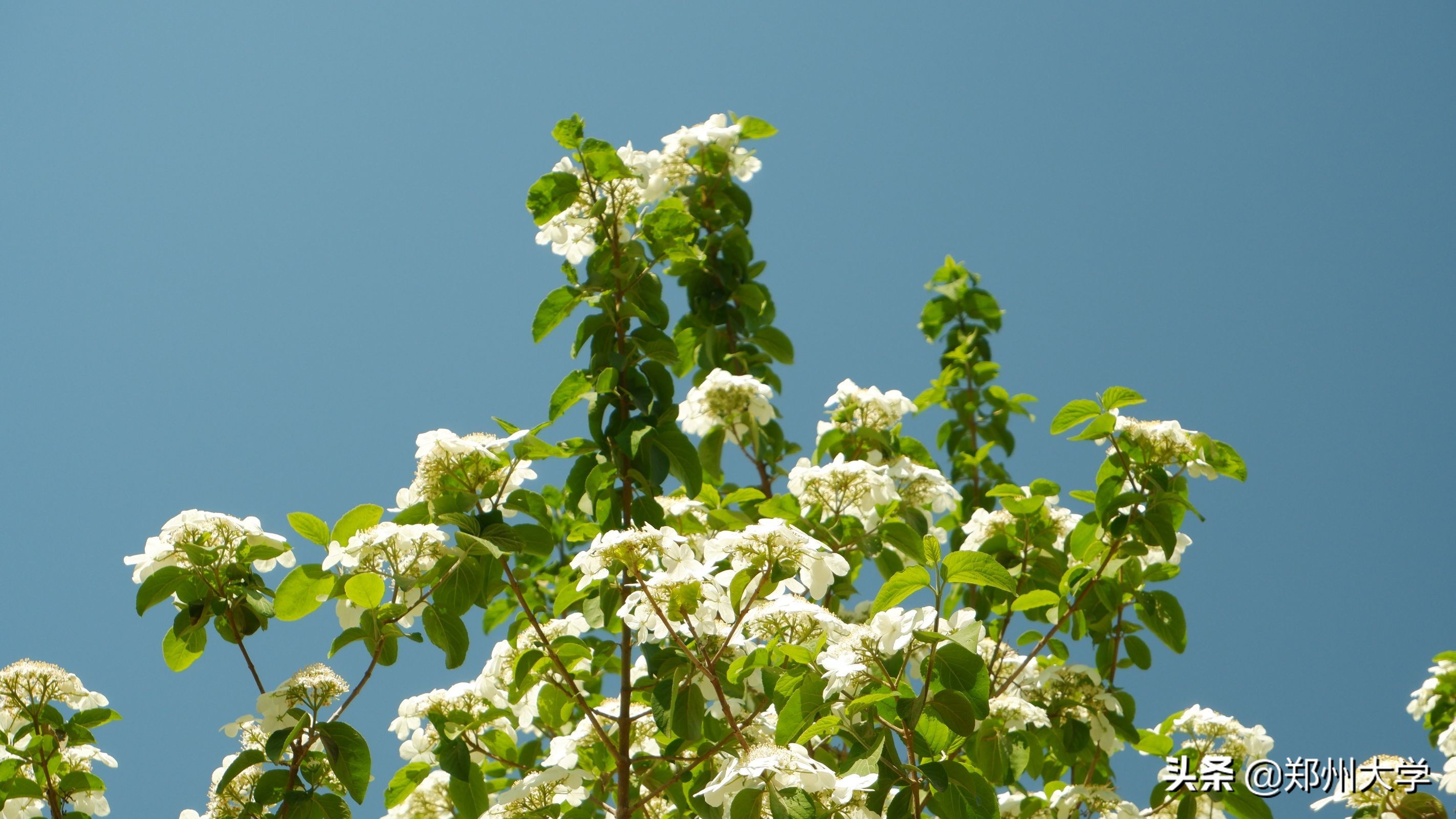 与你，郑大的日日夜夜…