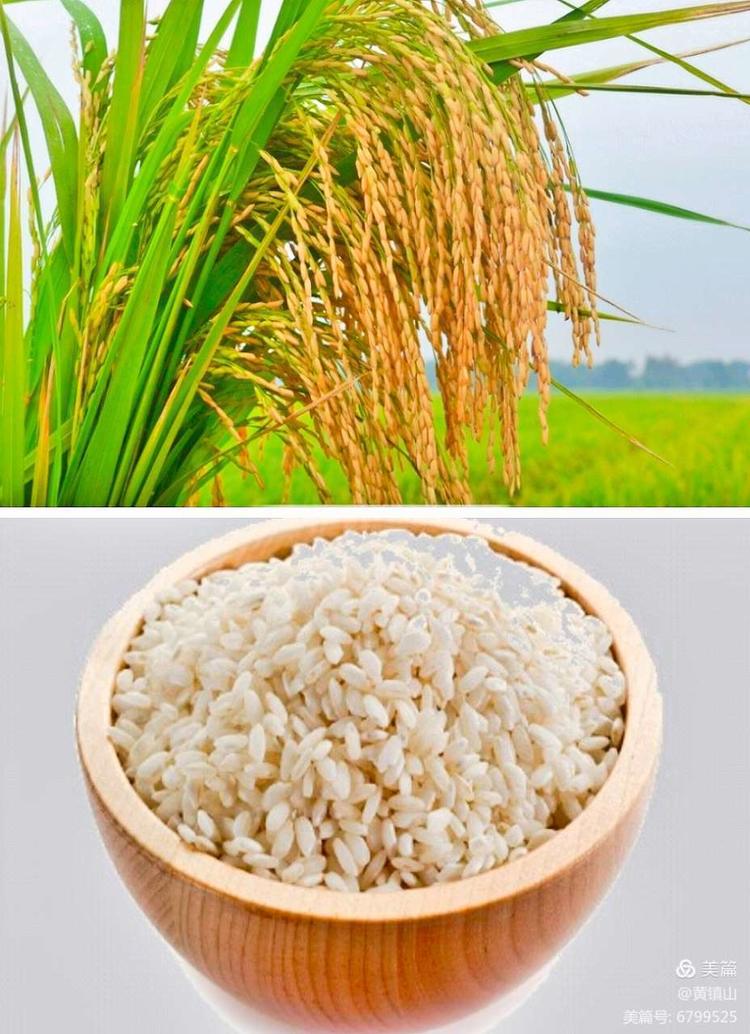 黄镇山：世界陶稻黍文明起源中国万年前