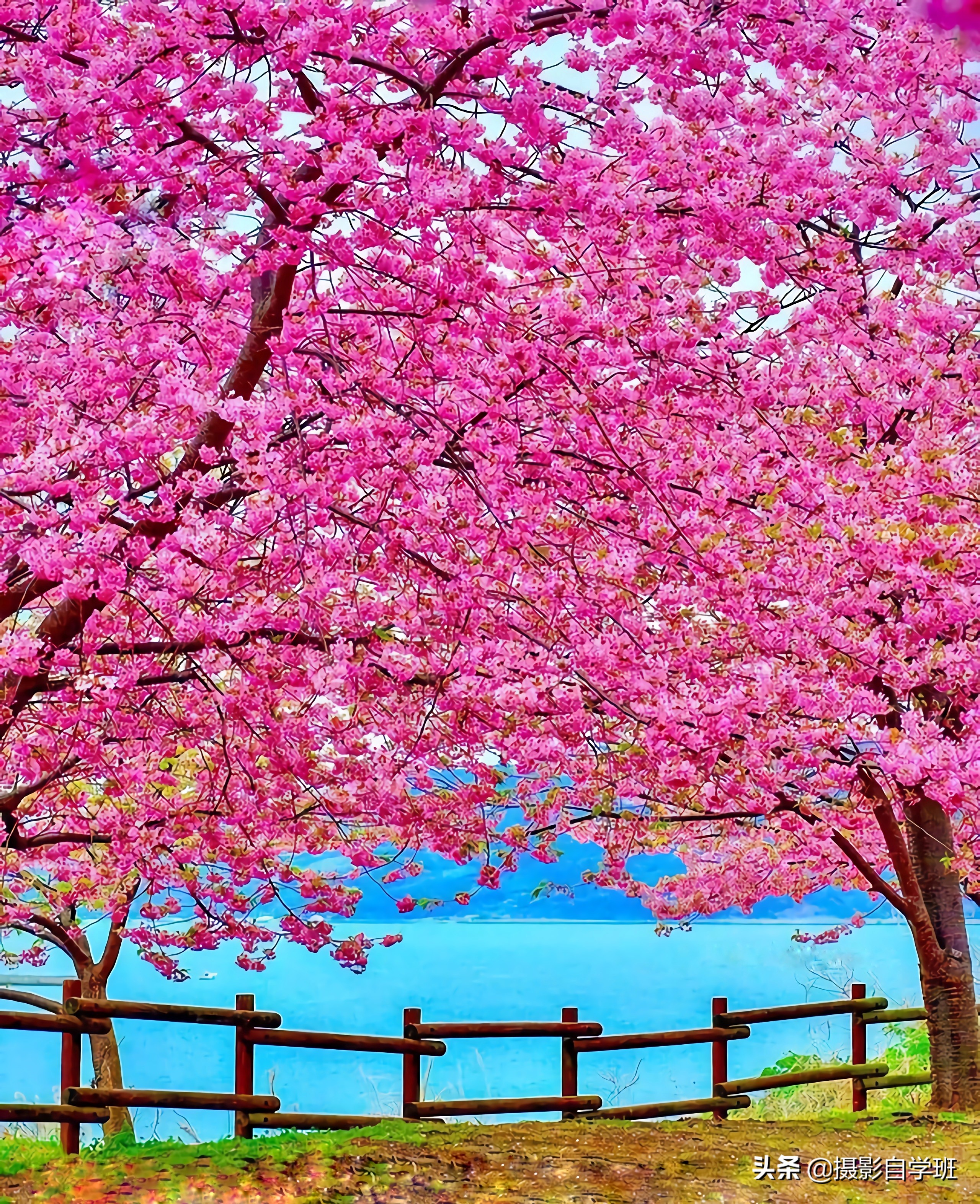 拍美春天的摄影技巧,你准备好了吗,这9个春天摄影技巧收好吧